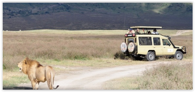 Lion in Tanzania Safari