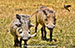 Animals At The Ngorongoro Crater