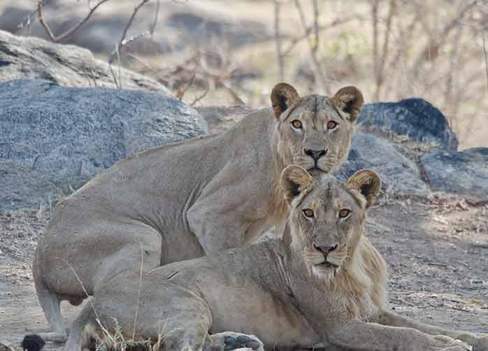 Safari Adventure & Zanzibar Beach Holiday