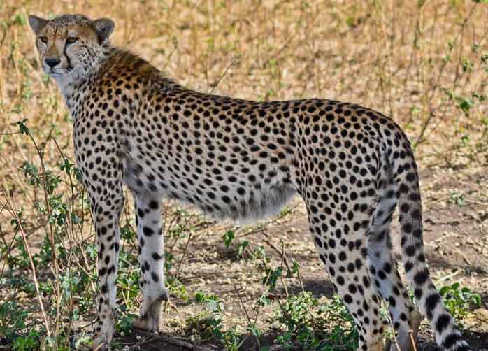 Mountain Climbing & Safari Adventure