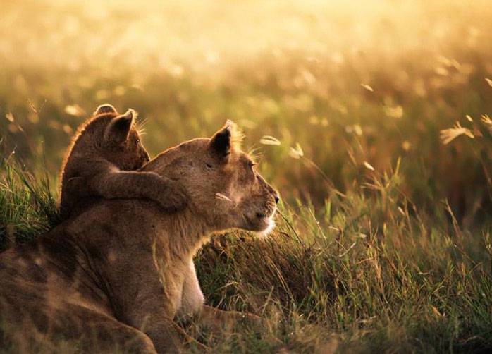 7 Day Safari in Tanzania with 6-nights Luxury Accommodation