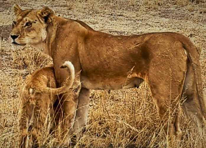 A short family safari