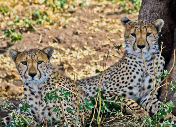 An extended family safari