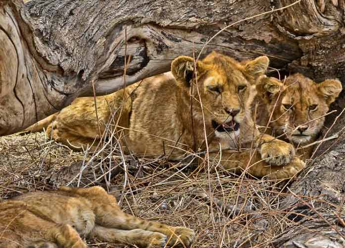 Two Nights Ngorongoro Crater or Karatu and 
Two Nights The Serengeti