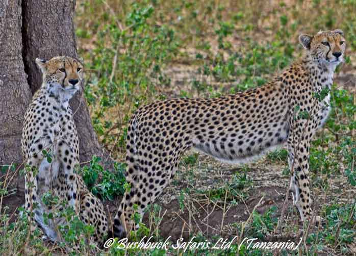 Two Nights The Serengeti and Two Nights Ngorongoro Crater or Karatu 