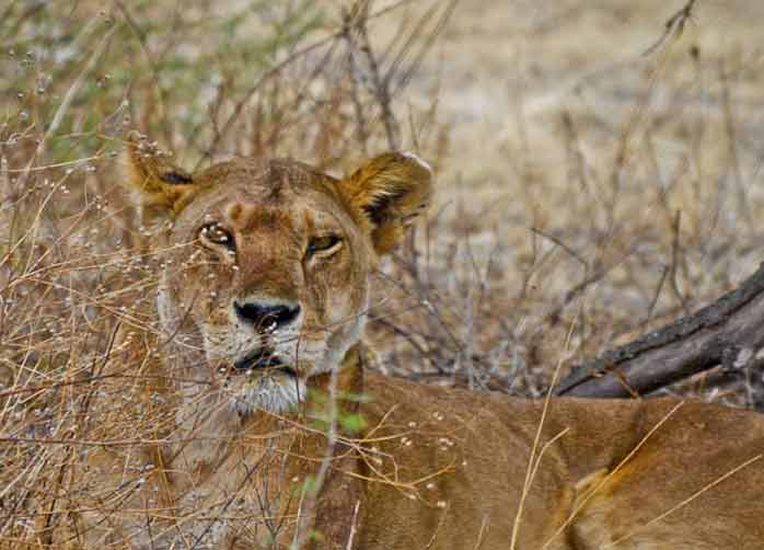 One Night Manyara, Two Nights The Serengeti and Two Nights Ngorongoro Crater or Karatu
