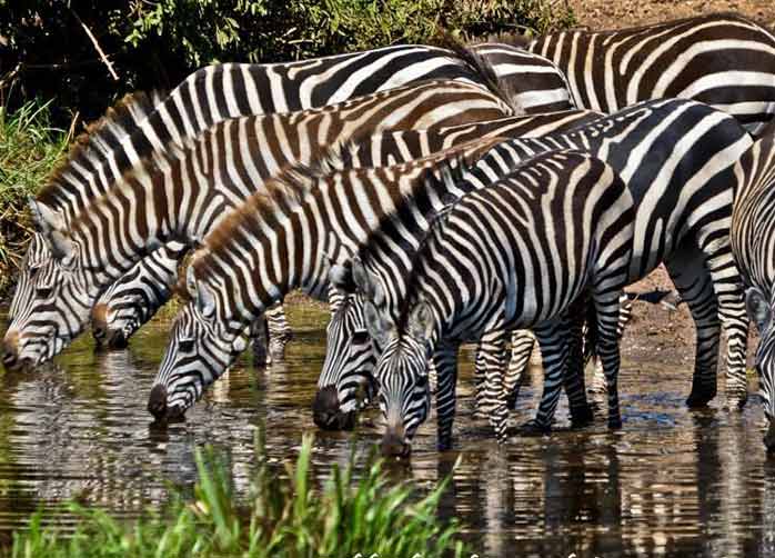 One Night Tarangire, Two Nights The Serengeti and Two Nights Ngorongoro Crater or Karatu
