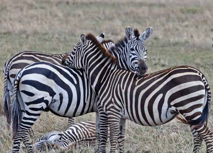 Two Nights Tarangire, Two Nights Ngorongoro and One Night lake Manyara