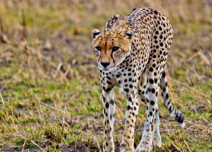 One Night Manyara, Three Nights The Serengeti and Two Nights Ngorongoro Crater or Karatu
