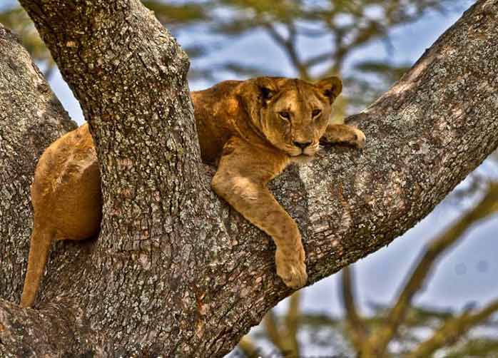 One Night Tarangire, Three Nights The Serengeti and Two Nights Ngorongoro Crater or Karatu