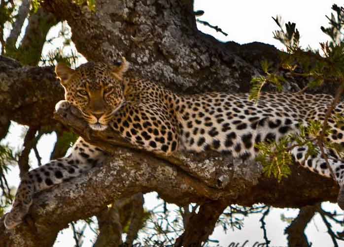 One Night Tarangire, Two Nights The Serengeti, Two Nights Ngorongoro Crater or Karatu and One Night Manyara