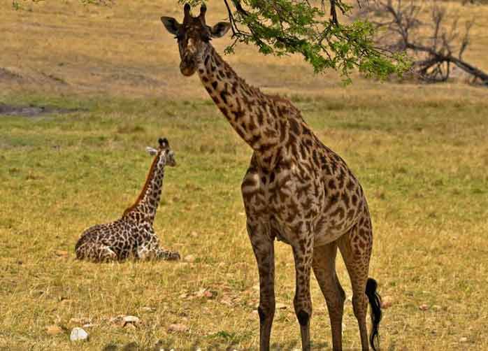 One Night Manyara and 
One Night Ngorongoro Crater or Karatu
