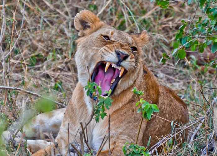 One Night Tarangire, Three Nights The Serengeti, Two Nights Ngorongoro Crater or Karatu and One Night Manyara
