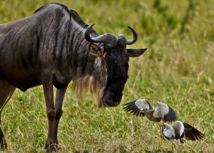 One Night Manyara, 
One Night The Serengeti and One Night Ngorongoro Crater or Karatu
