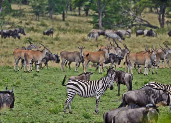 One Night Manyara  and Two Nights Ngorongoro Crater or Karatu