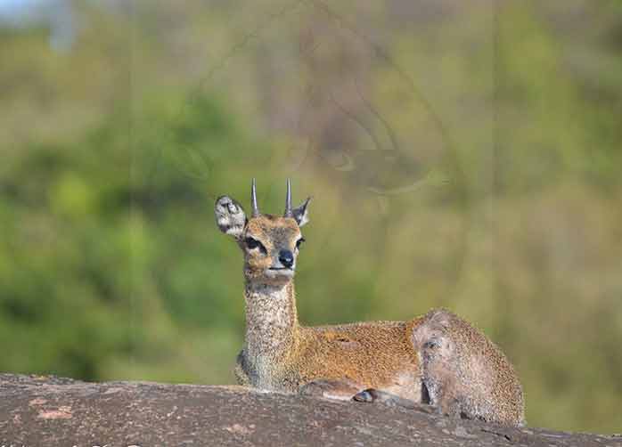 One Night in Tarangire and 
Two Nights In Ngorongoro Crater or Karatu