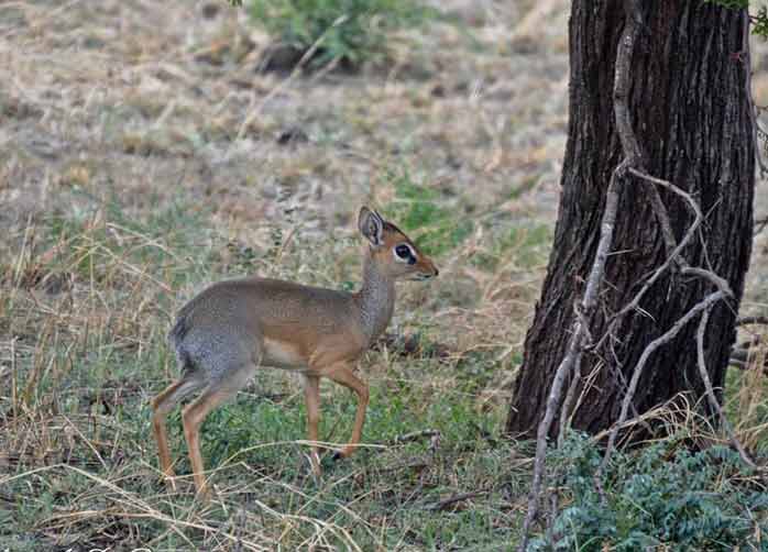 Two Nights Tarangire, Two Nights The Serengeti and Two Nights Ngorongoro Crater or Karatu
