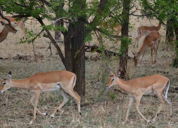 One Night Tarangire, One Night Ngorongoro and One Night Lake Manyara