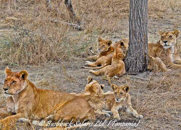 One Night Manyara, Two Nights The Serengeti and One Night Ngorongoro Crater or Karatu
