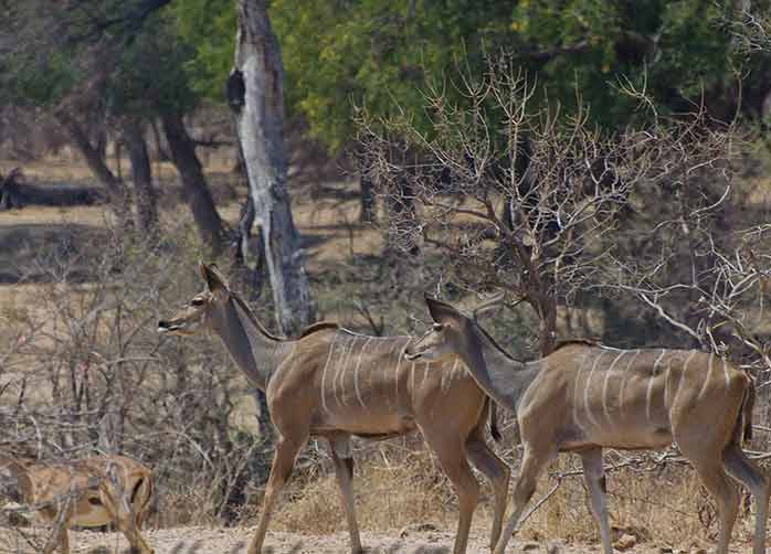 Three Nights in Mahale