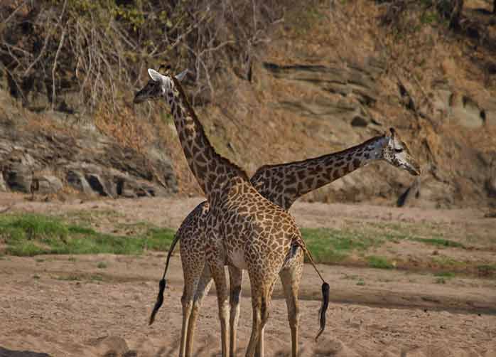 One Night in Kigoma and Two Nights in Gombe Forest