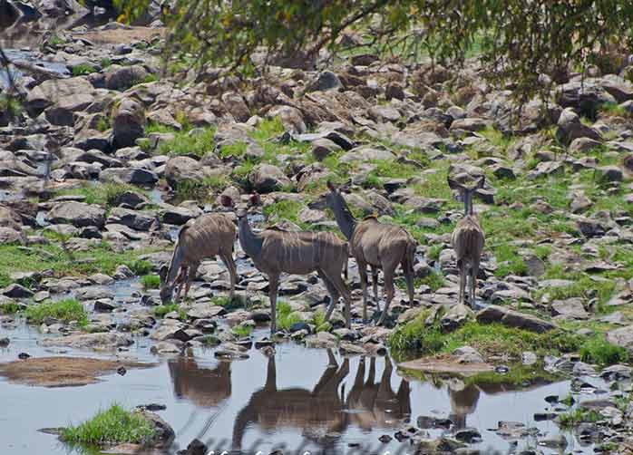 One Night in Kigoma and 3 Nights in Gombe Forest