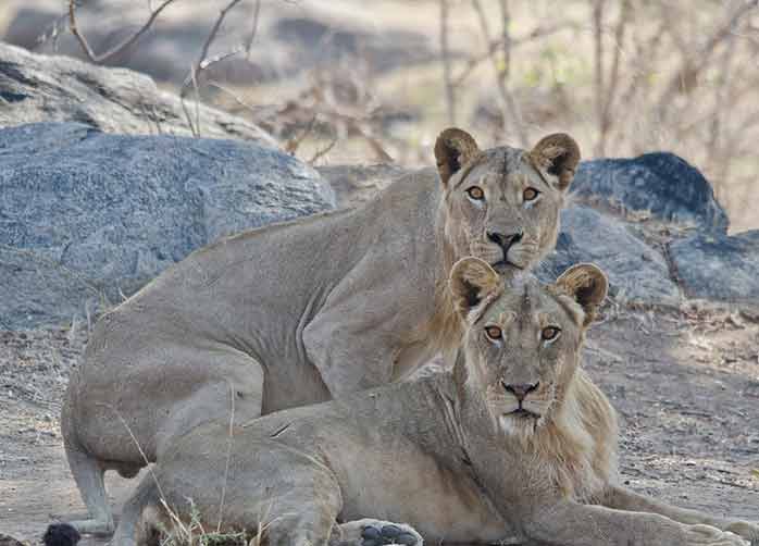 Two Nights in Selous 