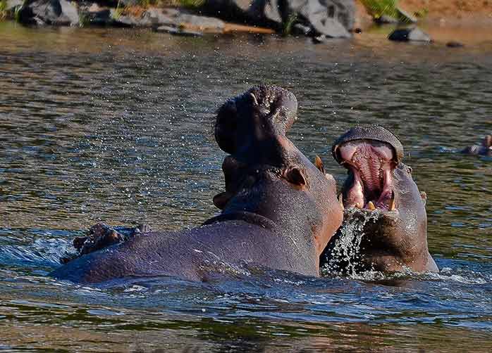 Three Nights Safari in Selous Game Reserve