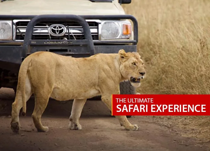 The Ultimate Safari Experience